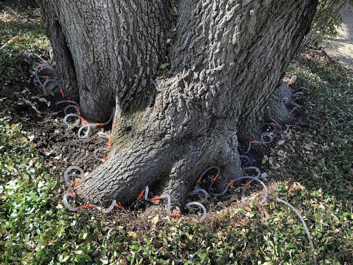 Detailed Tree Cabling and Bracing job site in Pacific Junction
