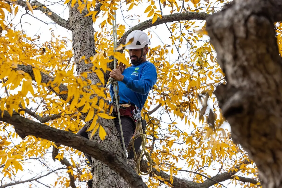 Skilled Tree Trimming crew working in Pacific Junction