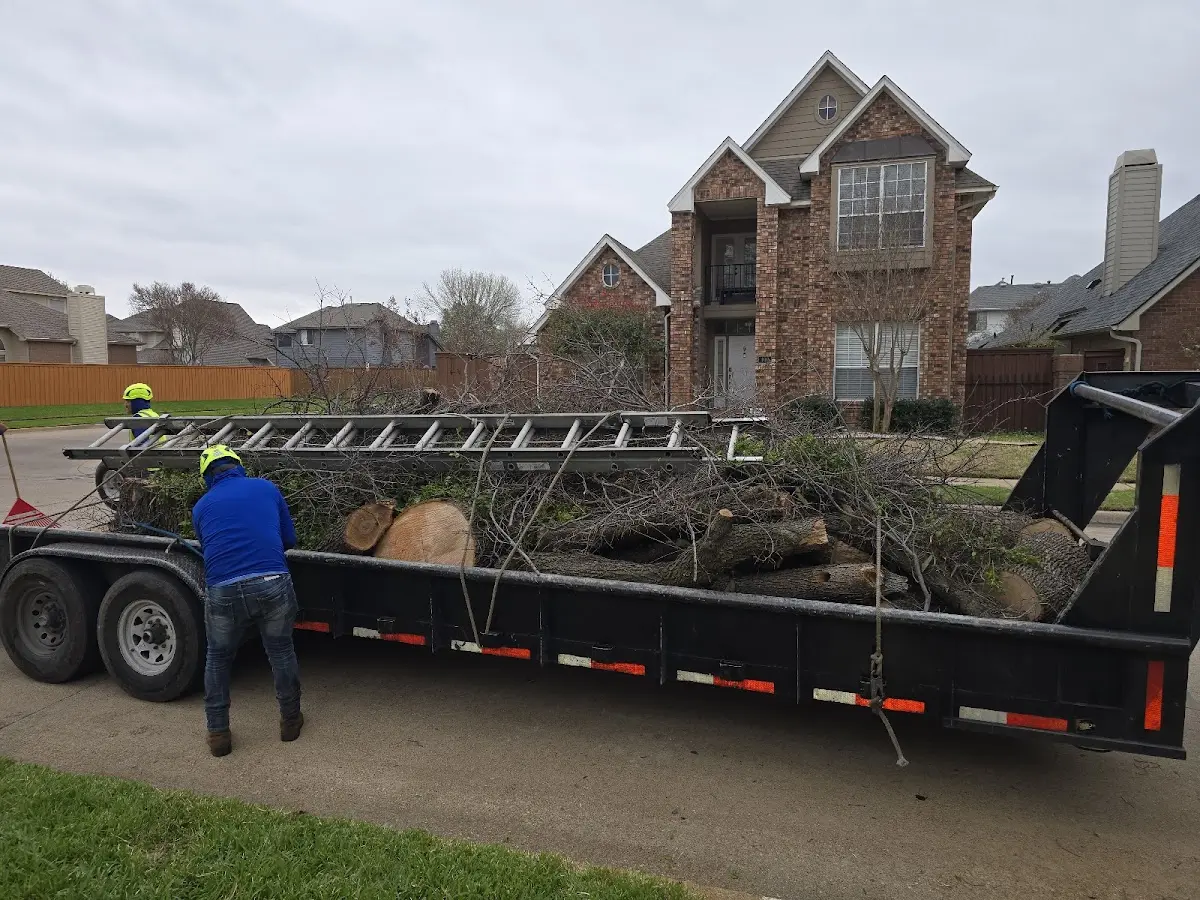 Expert Tree Pest Control with proper safety equipment in Pacific Junction